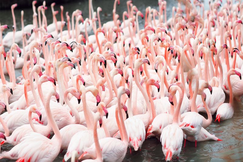 FLAMINGO фото превью