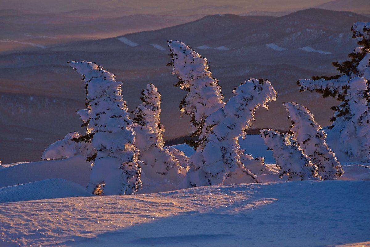 Вечер, Горная шория, Зима, Маджентовый вечер, Пихты, Сибирь, Снег, Шерегеш, Валерий Пешков