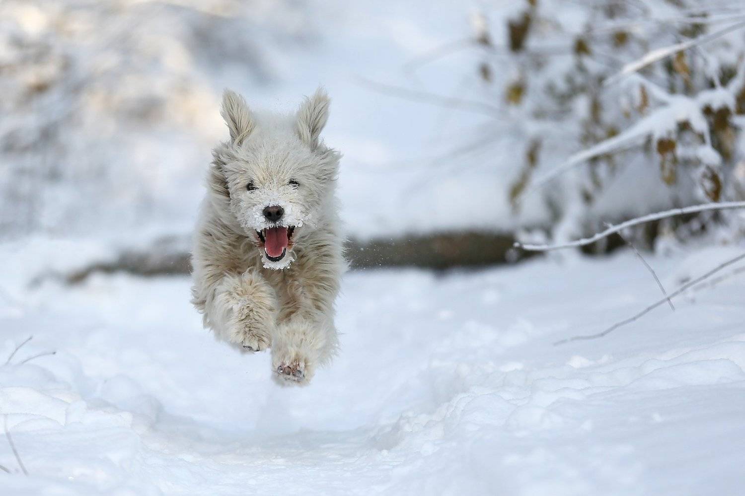 #dog, #nature, #snow, #winter, #зима, #снег, #собака, #эмоции, Константин Слободчук