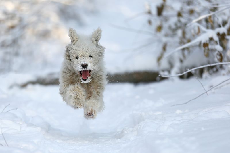 #dog, #nature, #snow, #winter, #зима, #снег, #собака, #эмоции Левитация фото превью