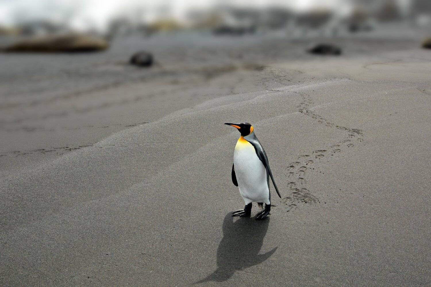 , Александр Перов