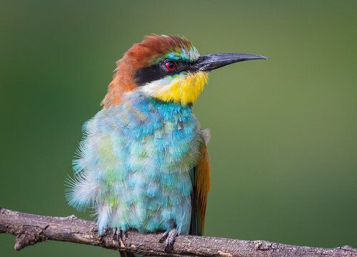 Портрет золотистой щурки