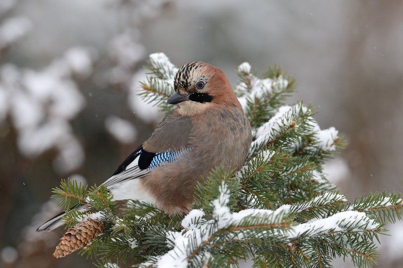 Сойка фото превью