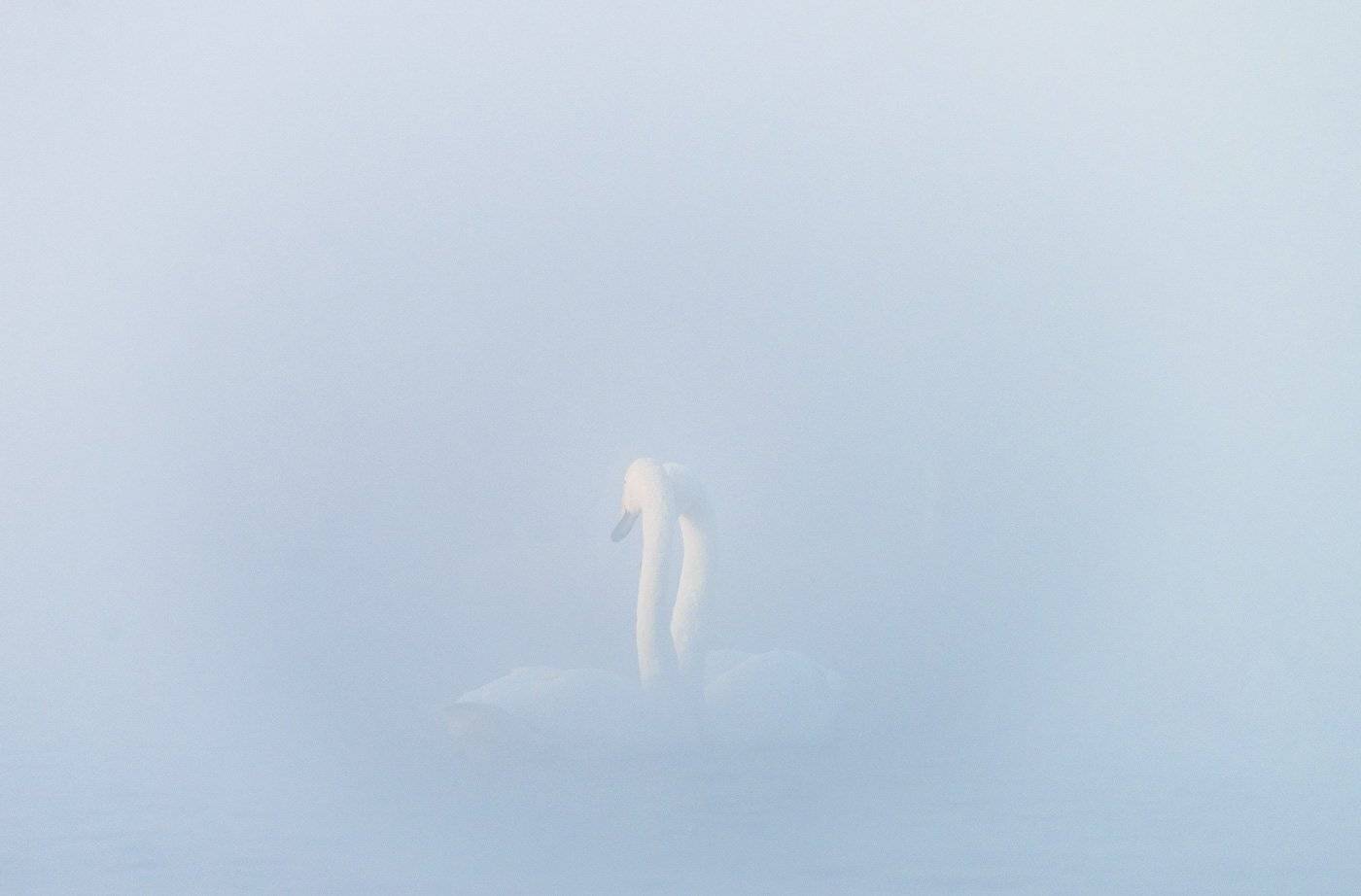 2016, лебедь, зима, Алтай, озеро, туман, Дмитрий Дубиковский