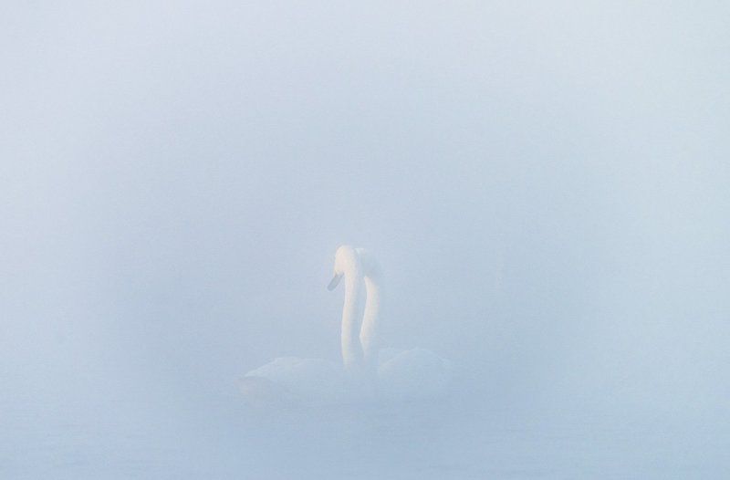 2016, лебедь, зима, Алтай, озеро, туман Лебединый танец фото превью