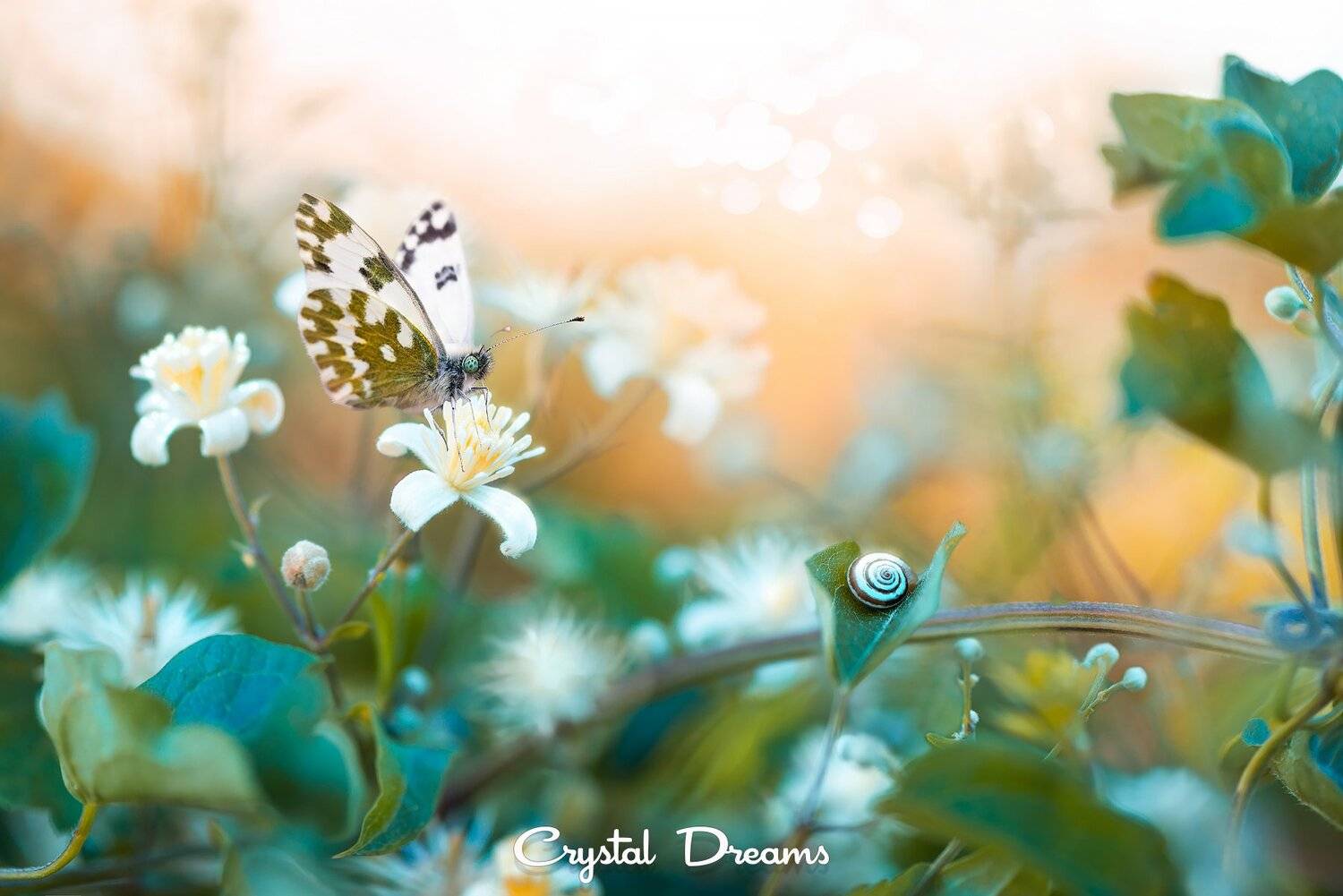 Art, Autumn, Butterfly, Color, Crystal Deams, Macro, Nature, Snail, Sunset, Татьяна Крылова