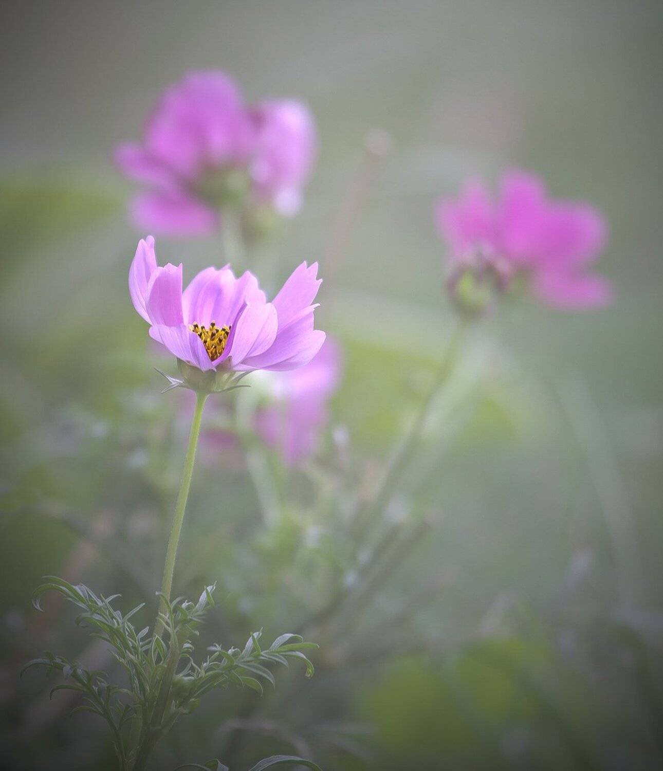 космея, природа, флора, цветы, Антонина