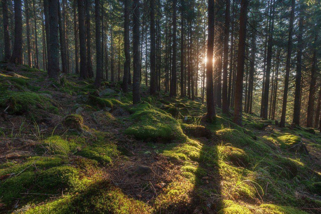 , Ярослав Тюрменко (Jaremi)