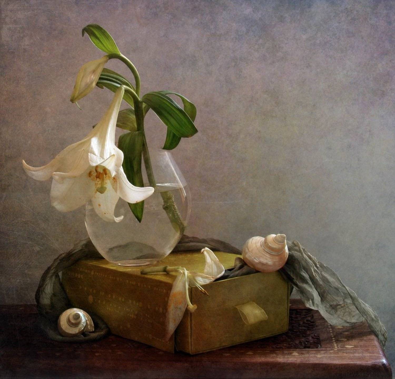 Лилия, Натюрморт, Ракушки, Улитка, Svetlana Tkachenko