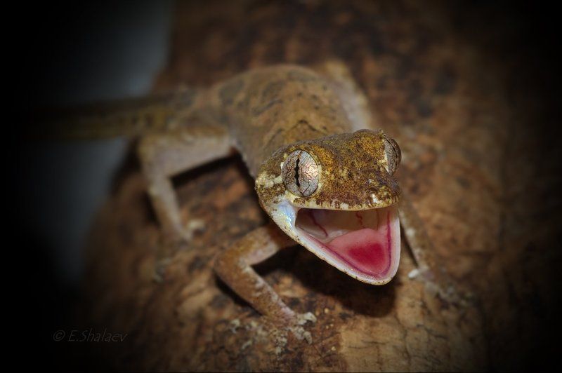 Cyrtodactylus elok, Malaysian Bowfingered Gecko, Reptilia, Геккон, Рептилии, Циртодактилюс кольцехвостый, Ящерица Укушу !!! фото превью