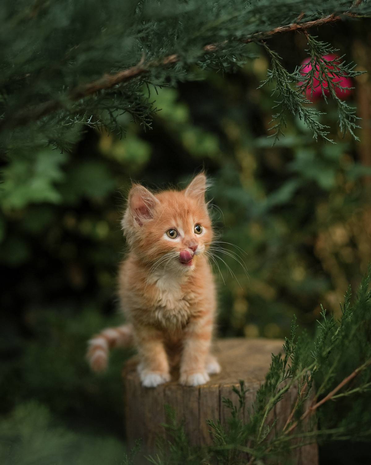 , Коротун Юрий