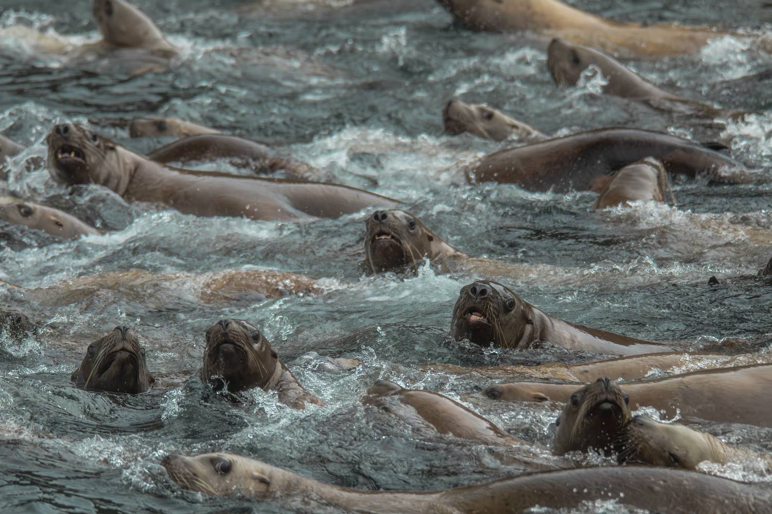 , Лаврентьев Александр