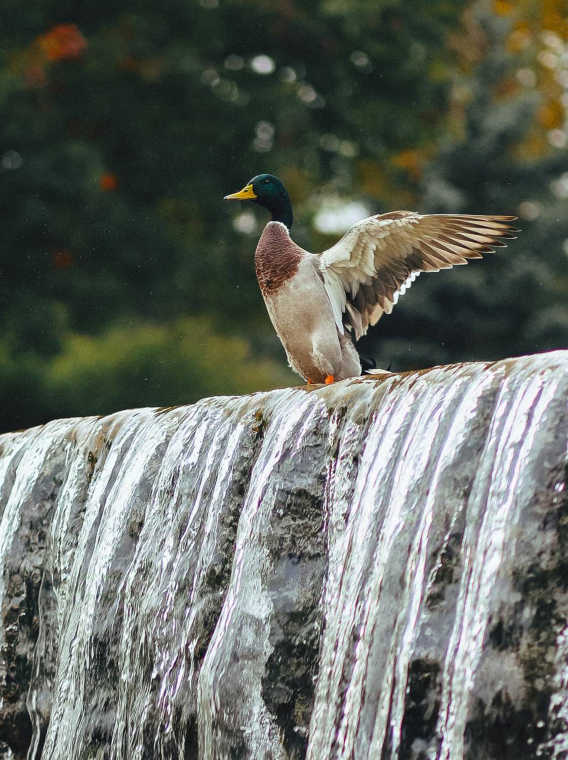 утка, Дмитрий Гусалов