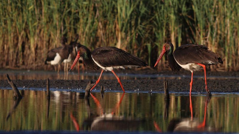 чёрный аист, аист, ciconia nigra, black stork, stork Эй, птичка пойдём со мной, там много вкусного фото превью