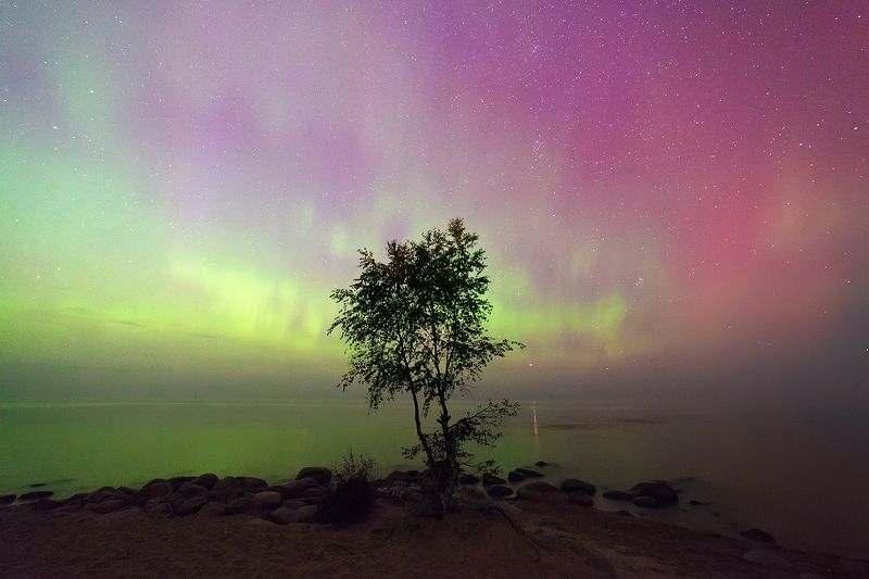 russia, aurora borealis, night, tree, stars For Aronofsky фото превью
