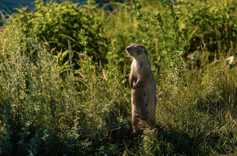 Настороже фото превью