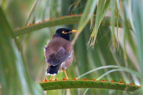 *Под сенью пальмы