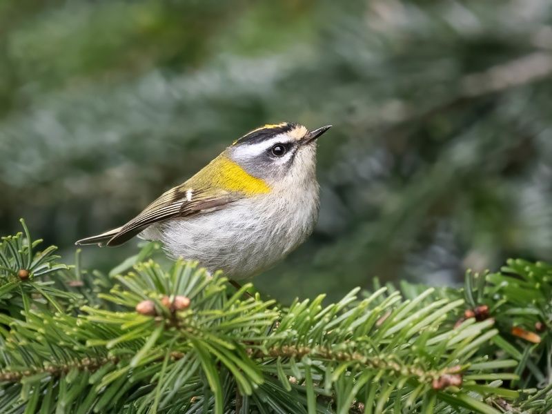 королёк, птицы, природа, животные, птицы россии, regulus ignicapilla, regulus Красноголовый королёк фото превью