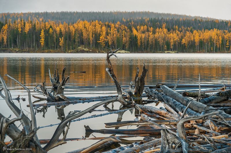 курейское водохранилище, плато путорана, предзимье, осень, зима, лиственницы, таймыр, заполярье, владимир коваль Фактуры Курейского водохранилища фото превью
