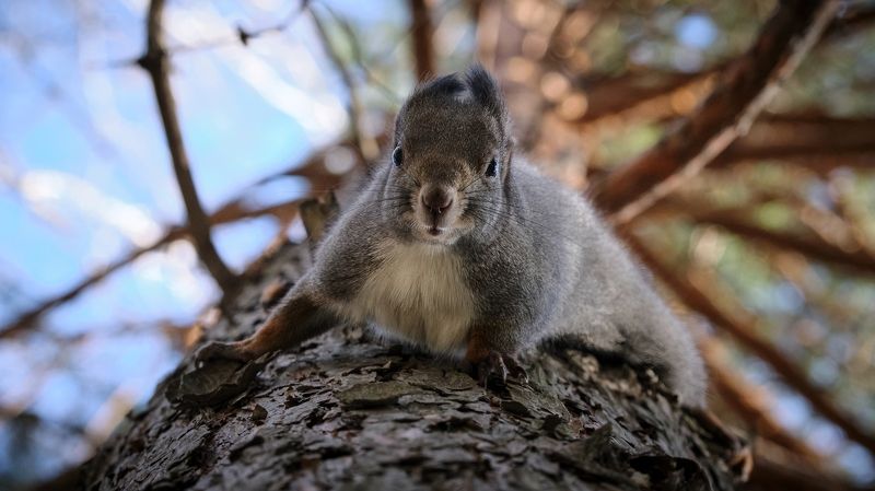 белка И снова привет фото превью