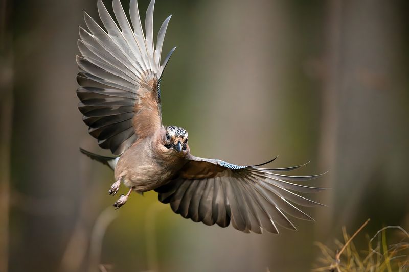 Сойка. фото превью