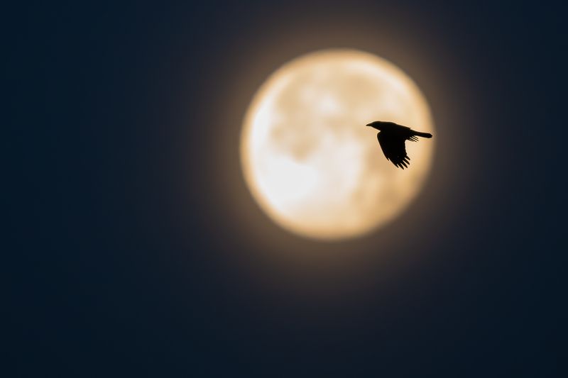 Серая ворона. фото превью