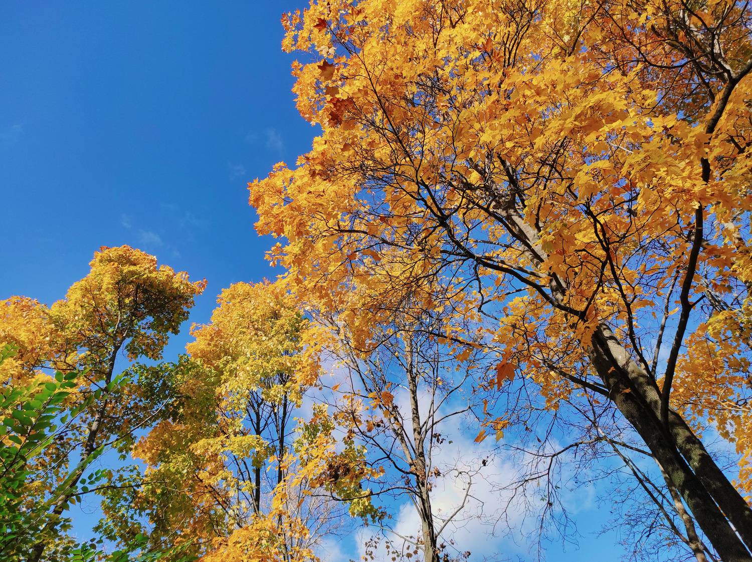 лес, листва, осень, Валерий Вождаев