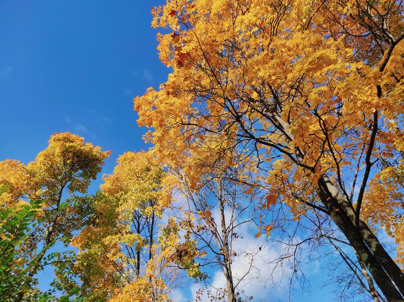 Осенние деревья фото превью