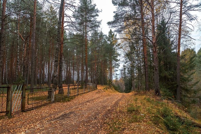 дорога, спуск, лес, листва, жёлтый, осень. По листве шелестящей. фото превью