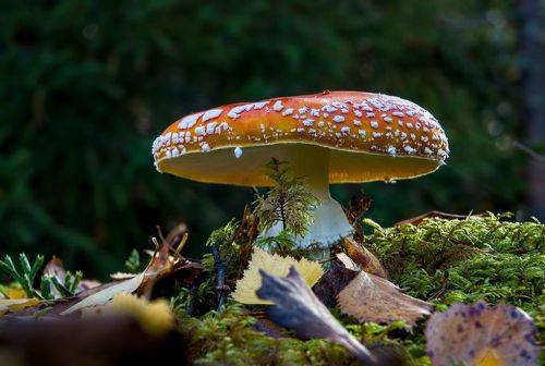 Красив. Но опасен!