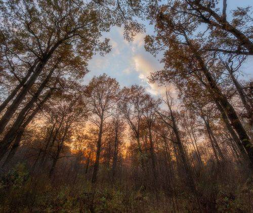 Сумерки в дубовой роще