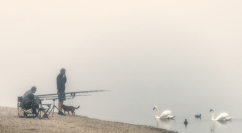 озеро туман утро рыбаки лебеди  Туман  фото превью