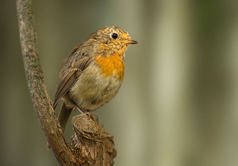 птица малиновка *** фото превью