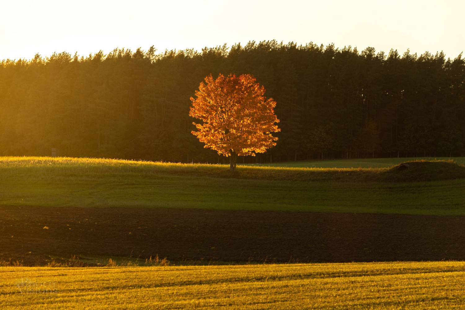 tree,autumn,color,landscape,field,forest,nature,light,, Photo Visions