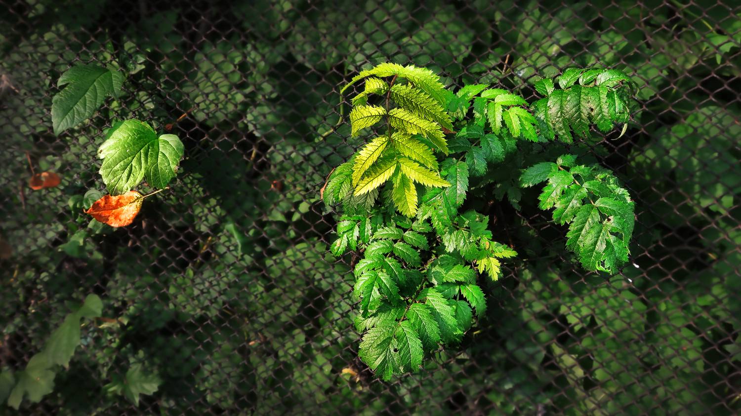 , Ушаков Валерий