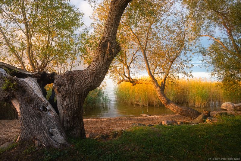 пейзаж, природа, вечер, осень, дерево, закат, nature, landscape, sunset, autumn На берегу Куршского залива фото превью
