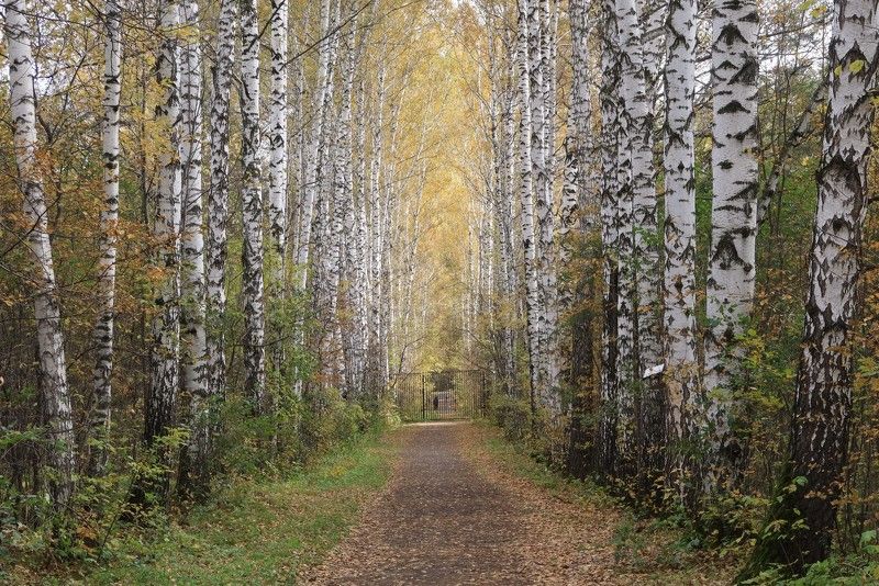 Аллея берёз фото превью