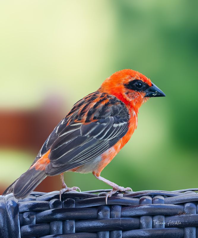 птицы Красный фуди (Мadagascar fody). фото превью