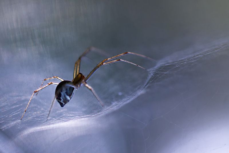 макро, паук, macro, spider Хрупкие грани фото превью