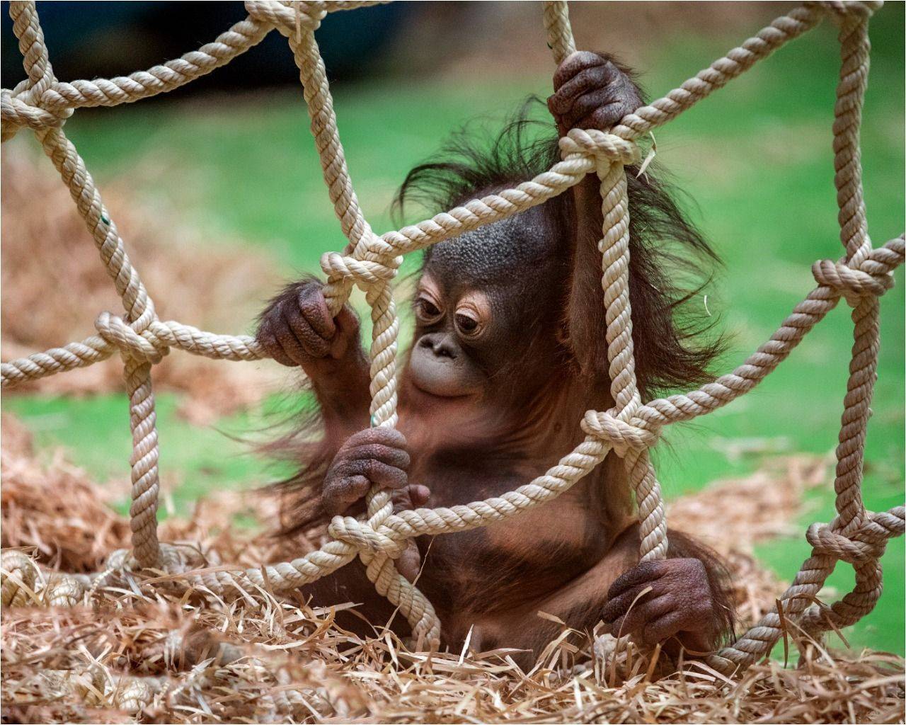 , Владимир Остапенко