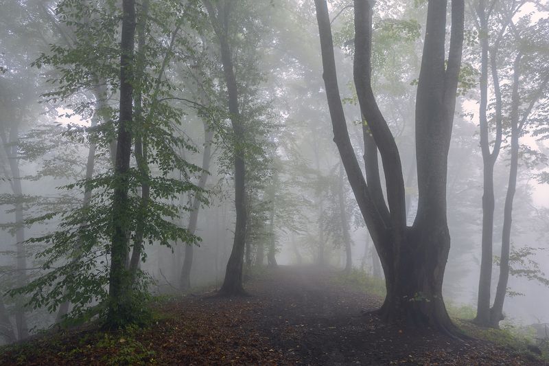 кавказ, кбр, кизиловка, лес, туман Таинственный лес фото превью