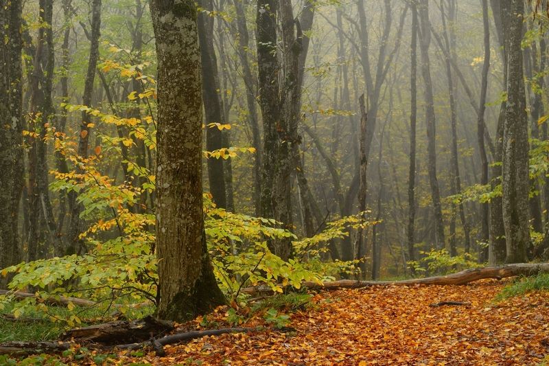 Осеннее утро в лесу фото превью