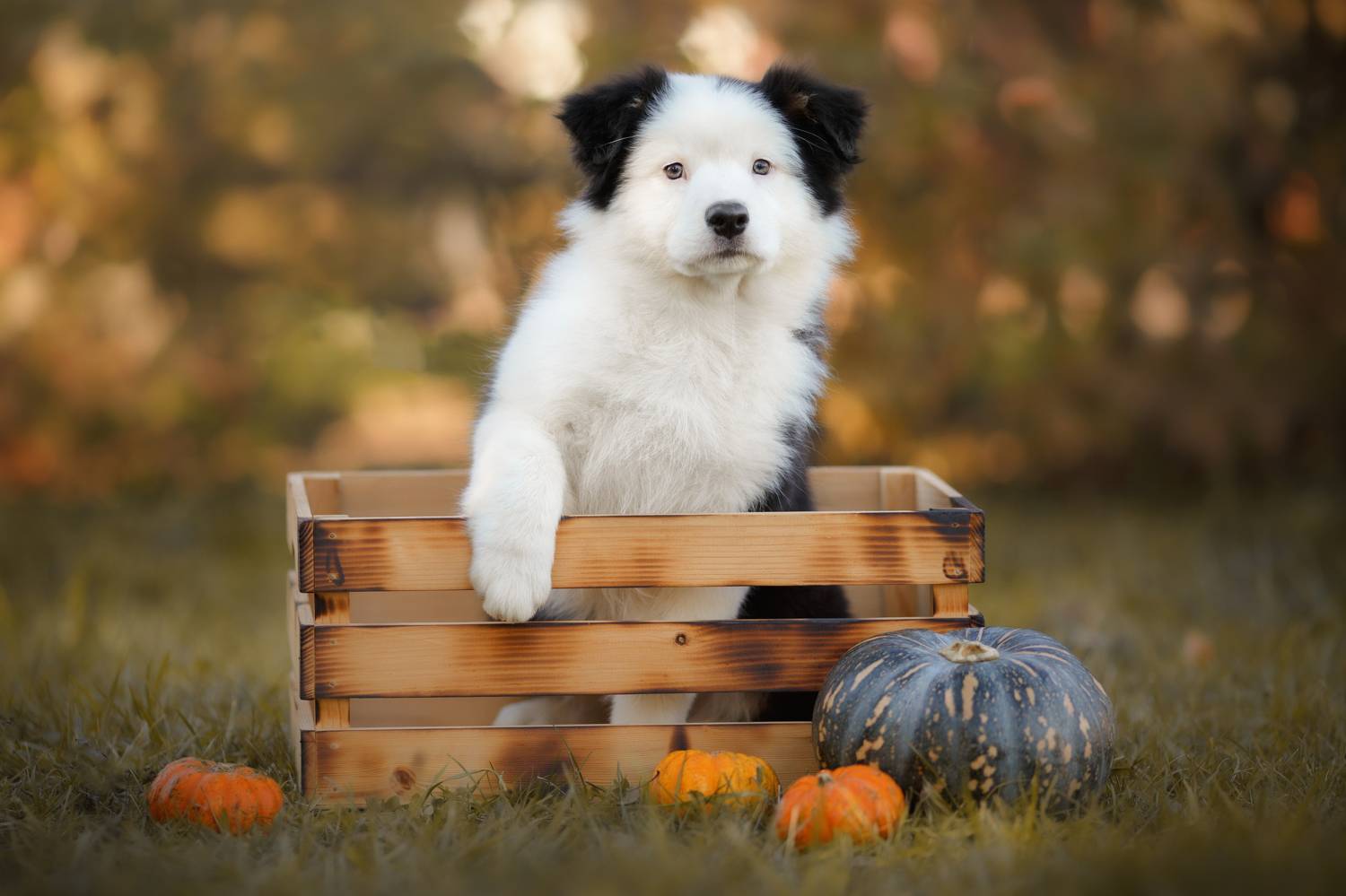 , Евгения Костусева