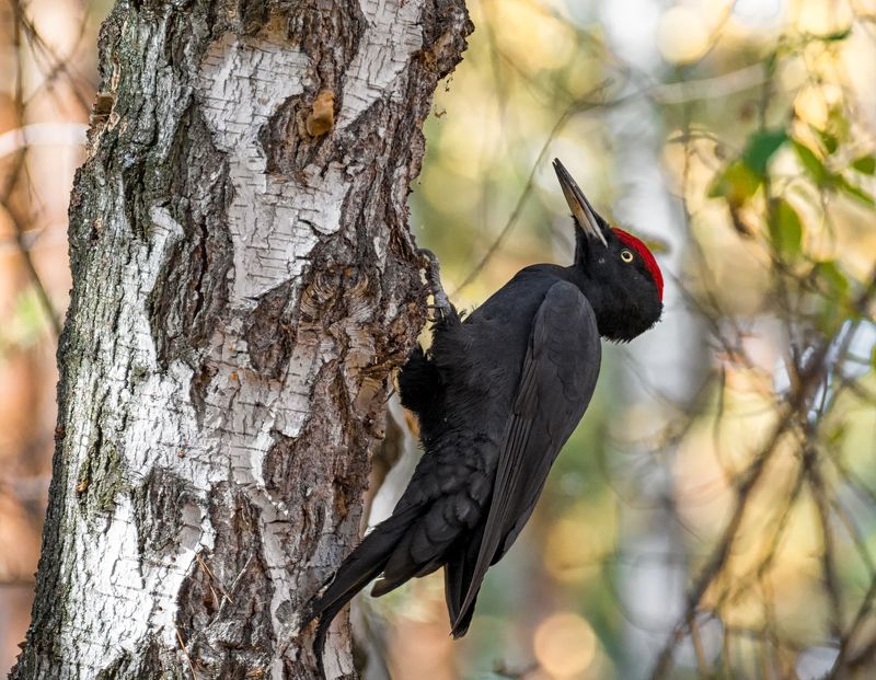 птица, дятел, лес, осень, Желна в осеннем лесу.(2 фото) фото превью