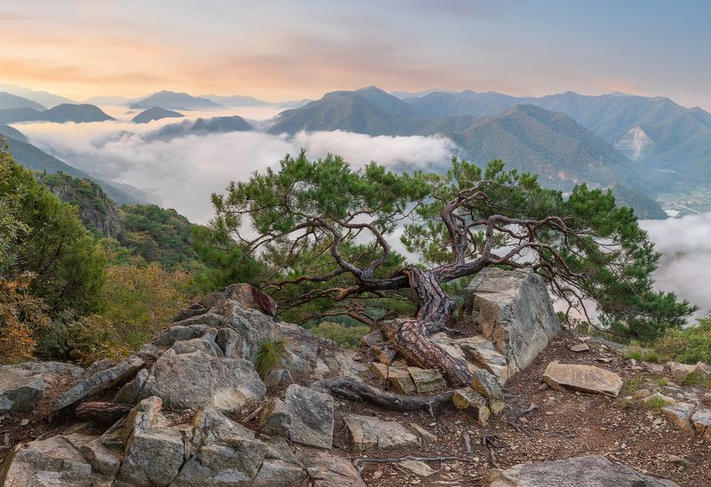 Drooping branch фото превью