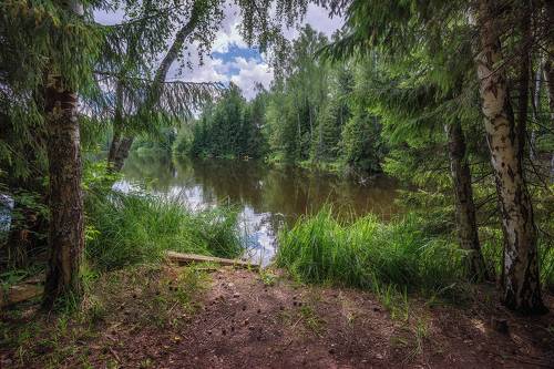 Лесное озеро