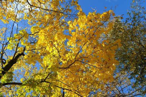 Клены золотые