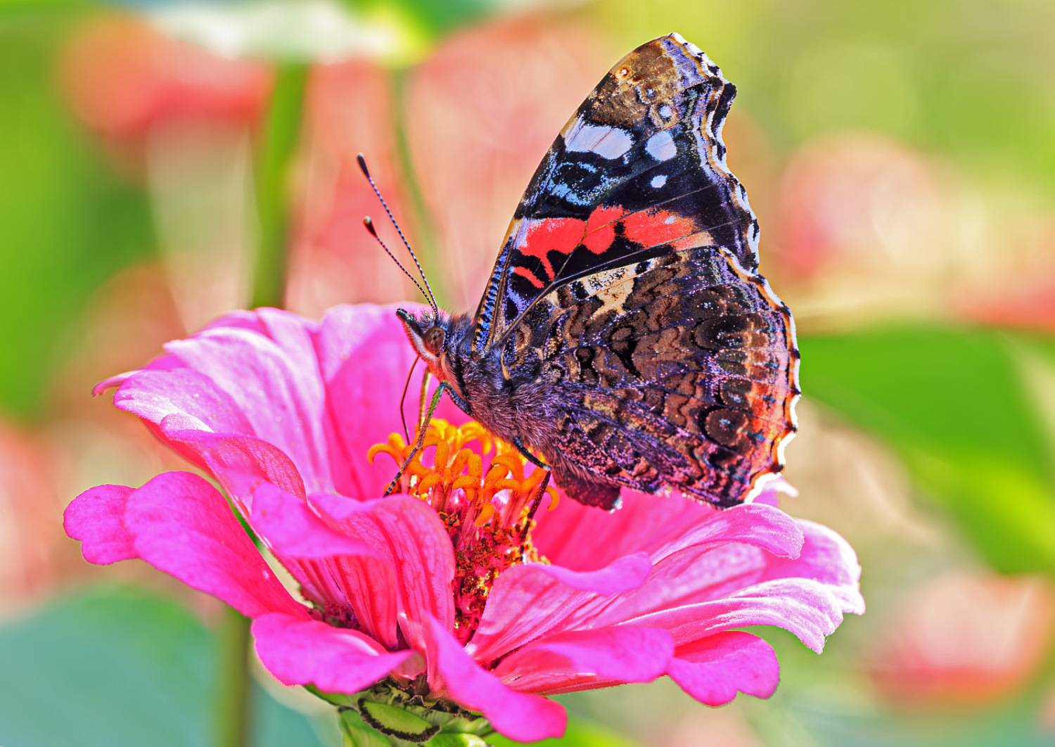 насекомые, бабочка, нимфалида, адмирал, лето, август, Борис Новиков