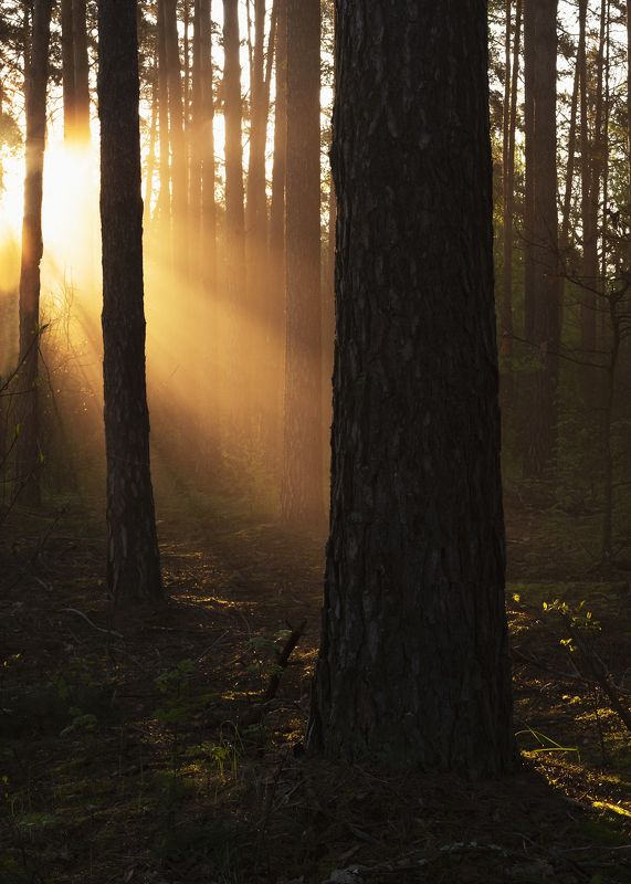 Утренний свет фото превью