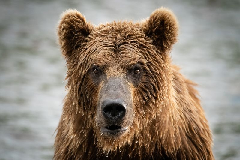 Камчатка, медведь, портрет, хищник, дикий В глаза фото превью